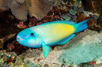 Chlorurus spilurus (Bullethead Parrotfish)