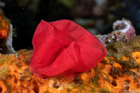 Hexabranchus lacer (Spanish Lace Dancer)