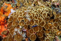 Palythoa heliodiscus (Sunray Zoanthid)