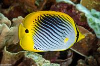 Chaetodon ocellicaudus (Spot-Tail Butterflyfish)