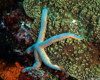 Linckia laevigata (Blue Sea Star)