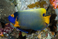 Pomacanthus xanthometopon (Yellow-Mask Angelfish)