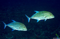 Caranx melampygus (Bluefin Trevally)