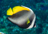 Heniochus singularius (Singular Bannerfish)