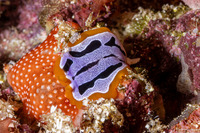 Pseudoceros scriptus (Script Flatworm)