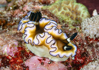 Doriprismatica atromarginata (Dark Margin Glossodoris)