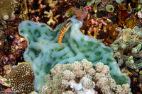 Ecsenius bathi (Bath's Coralblenny)