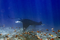 Mobula alfredi (Coastal Manta Ray)