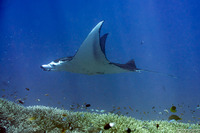 Mobula alfredi (Coastal Manta Ray)