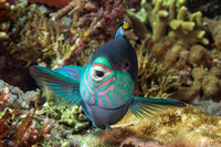 Labroides dimidiatus (Bluestreak Cleaner Wrasse)