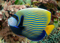 Pomacanthus imperator (Emperor Angelfish)