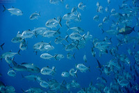 Caranx sexfasciatus (Bigeye Trevally)