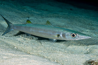 Sphyraena forsteri (Bigeye Barracuda)