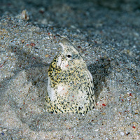 Callechelys marmorata (Marbled Snake Eel)