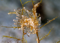 Eubranchus ocellatus (Ocellated Eubranchus)