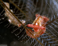 Lomanotus sp.1 (Undulate Lomanotus)