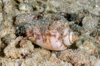 Conomurex luhuanus (Blood Mouth Conch)