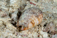 Conomurex luhuanus (Blood Mouth Conch)