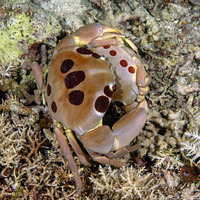 Carpilius maculatus (Seven-Eleven Crab)