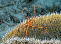 Ophiothrix purpurea (Dark Red-Spined Brittle Star)