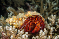 Dardanus megistos (White-Spotted Hermit Crab)