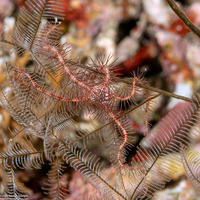 Ophiothrix purpurea (Dark Red-Spined Brittle Star)