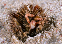 Porcellanella haigae (Haig's Porcelain Crab)