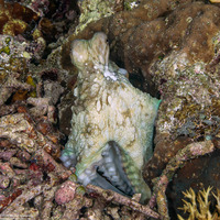 Octopus cyanea (Day Octopus)