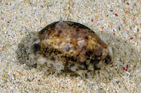 Lyncina lynx (Lynx Cowry)