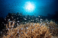 Chromis ternatensis (Ternate Chromis)