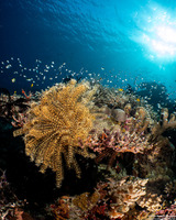 Clarkcomanthus alternans (Legless Feather Star)