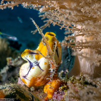 Solenostomus paradoxus (Ornate Ghost Pipefish)