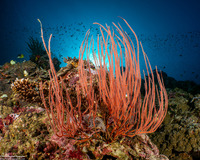 Ellisella ceratophyta (Red Sea Whip)