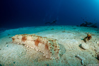 Thelenota anax (Amberfish Sea Cucumber)