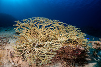 Acropora plumosa (Acropora Plumosa)