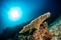 Acropora cytherea (Table Coral)