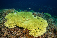 Acropora hyacinthus (Hyacinth Table Coral)