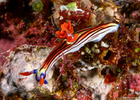 Nembrotha sp.2 (Adorned Nembrotha)