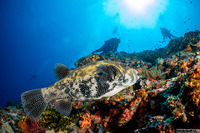 Arothron caeruleopunctatus (Blue-Spotted Puffer)