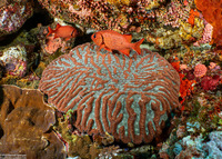 Lobophyllia radians (Lobophyllia Radians)