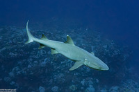 Triaenodon obesus (Whitetip Reef Shark)