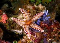 Neoferdina insolita (Unusual Sea Star)