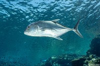 Caranx ignobilis (Giant Trevally)