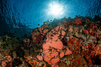 Tubastraea coccinea (Orange Cup Coral)