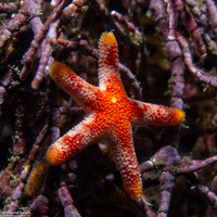 Henricia pumila (Dwarf Mottled Star)