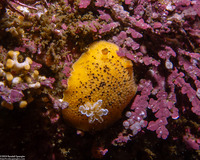 Peltodoris nobilis (Sea Lemon)