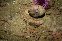 Ophioplocus esmarki (Smooth Brittle Star)