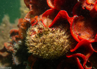 Romaleon antennarium (Pacific Rock Crab)