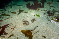 Zapteryx exasperata (Banded Guitarfish)