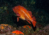 Sebastes miniatus (Vermilion Rockfish)